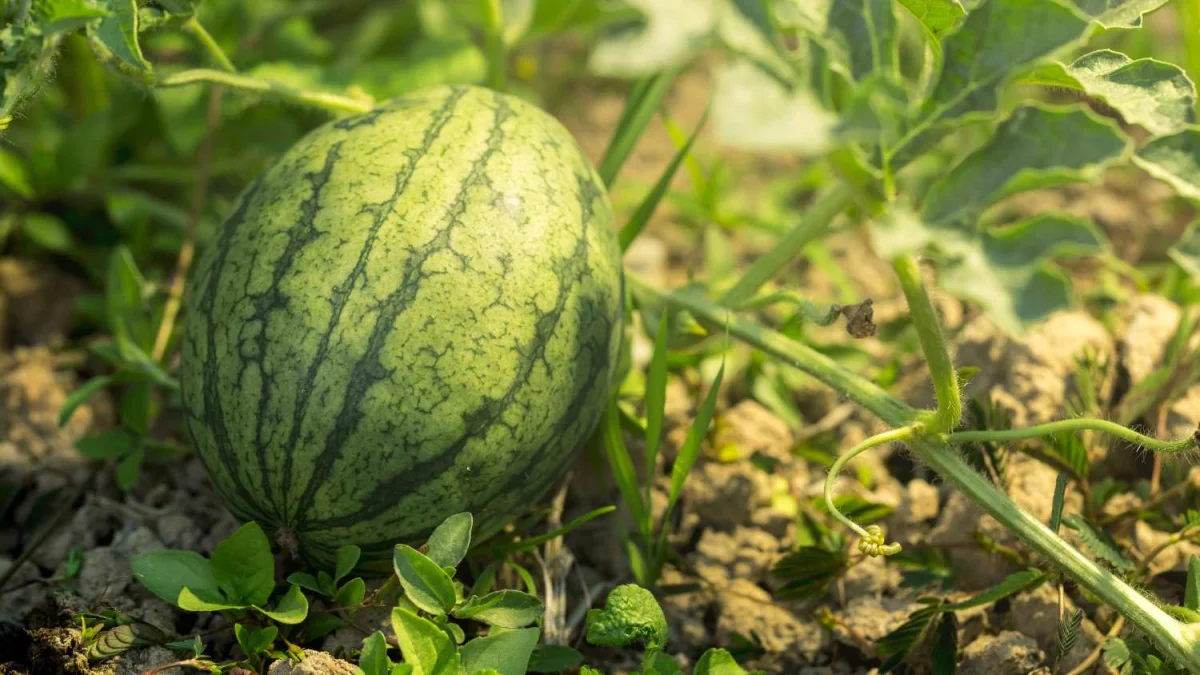 Autónomos del sector agrícola se preparan para nuevos cambios en las ayudas de Bruselas