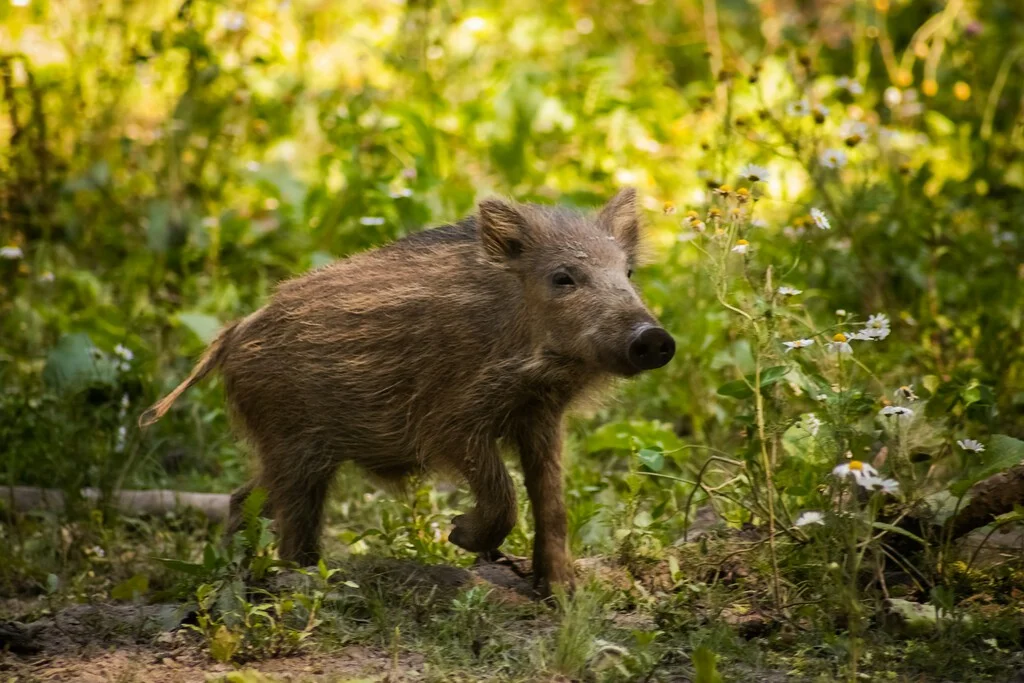 Brote de peste porcina en Barcelona genera alarma por su origen desconocido