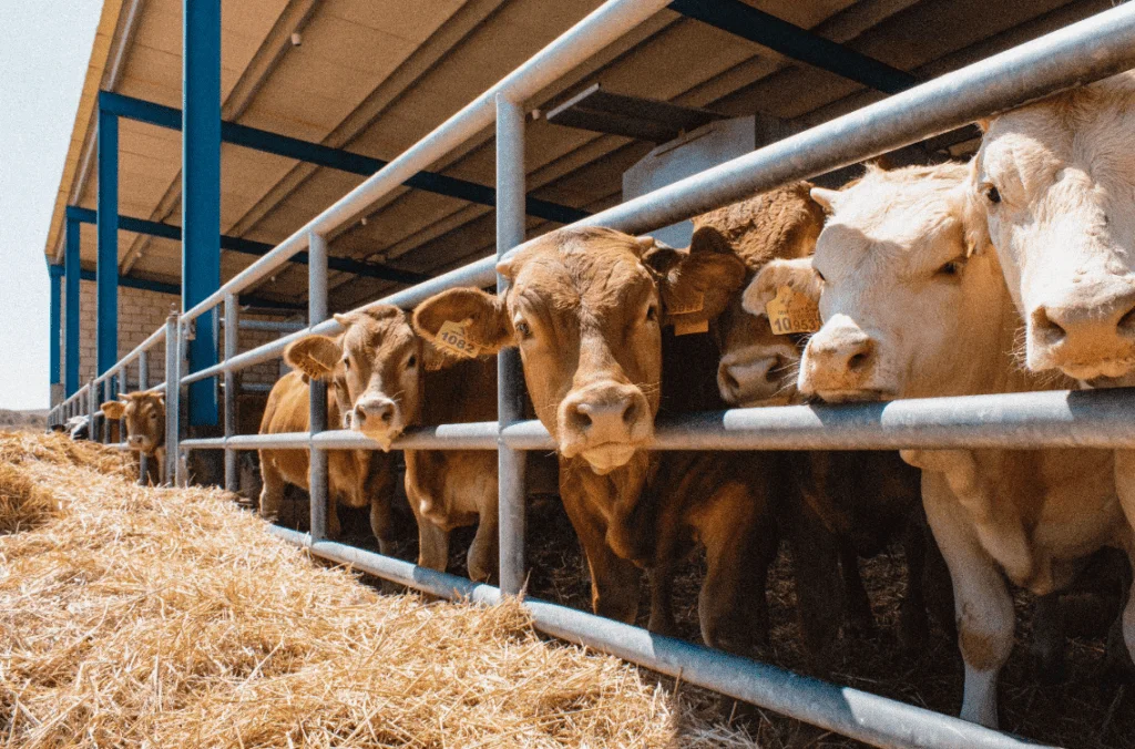 DeepFarm revoluciona la ganadería: detección temprana de enfermedades hasta 72 horas antes