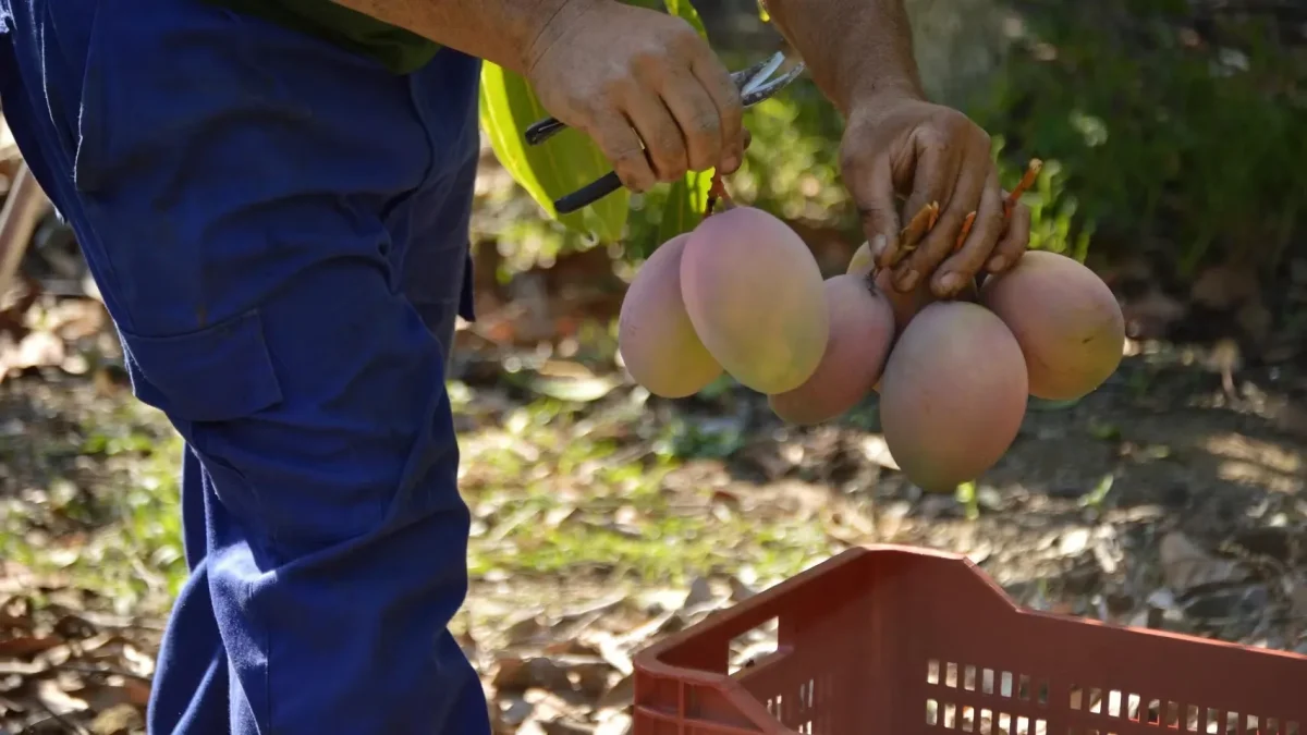 El auge del mango español impulsa una exportación récord del 70% este año