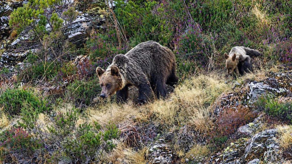 El avance del oso pardo en el noroeste genera preocupaciones sobre la fauna local