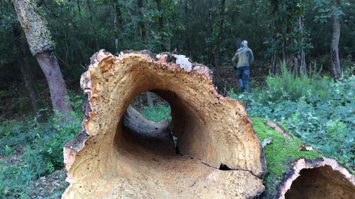 El corcho impulsa innovaciones en sostenibilidad y diseño en diversas industrias