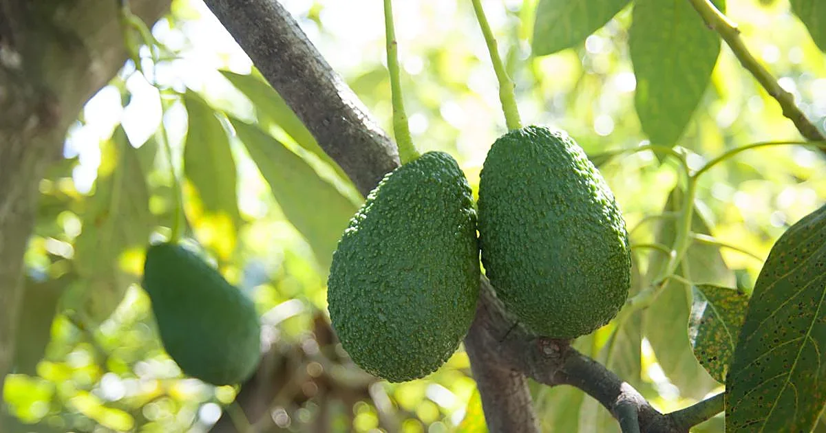 El mercado español de mango y aguacate se calienta: ¿quién se llevará el liderazgo europeo?