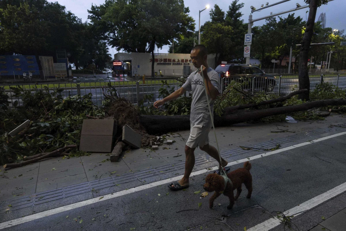 El negocio de la clonación de gatos en China mueve miles de millones en el sector mascotas
