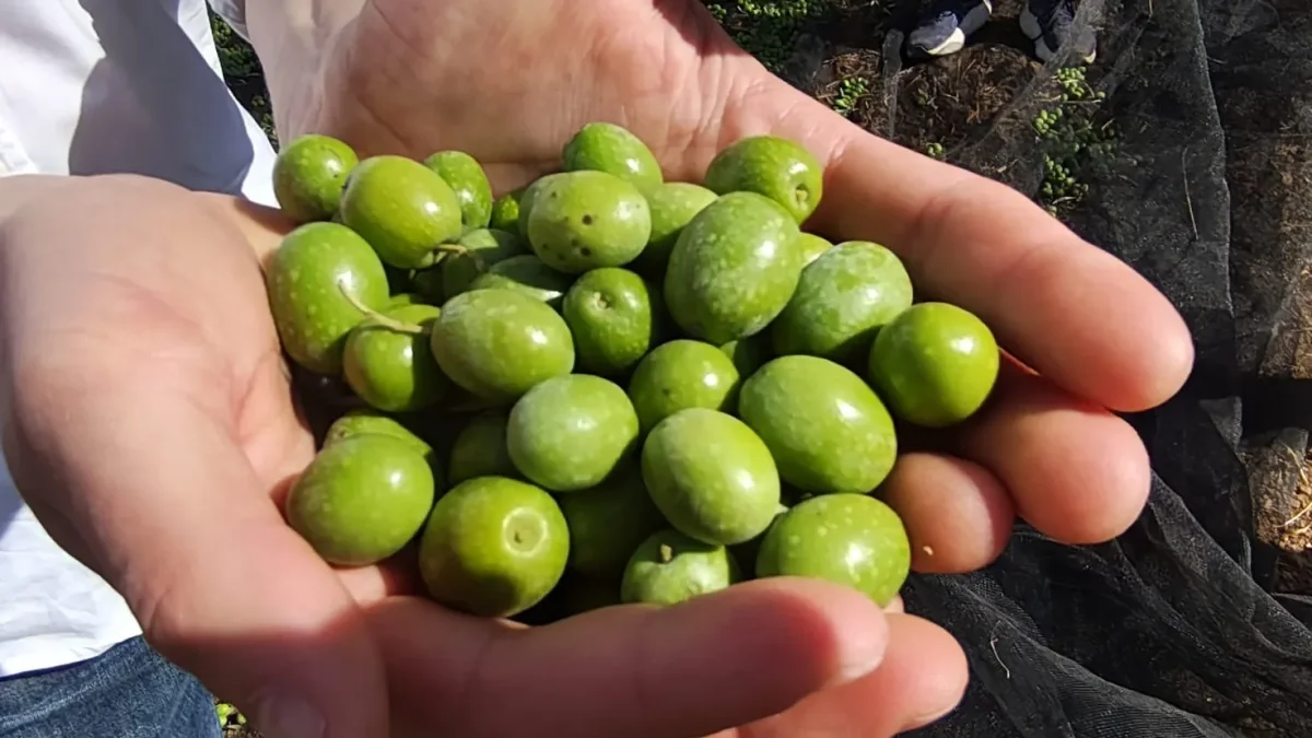 El precio del aceite de oliva se desploma a 3 euros, afectando a productores y consumidores