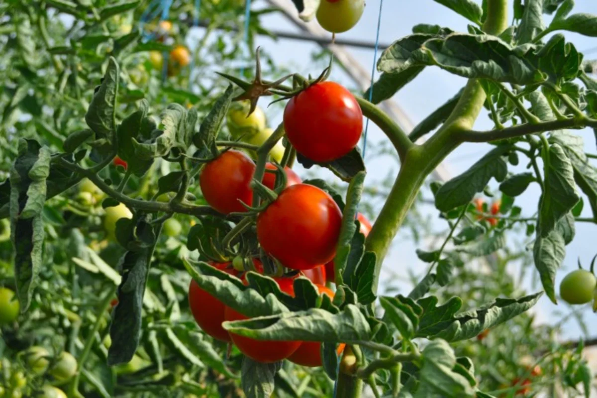 El sector agroalimentario enfrenta nuevos desafíos ante el aumento de los fraudes