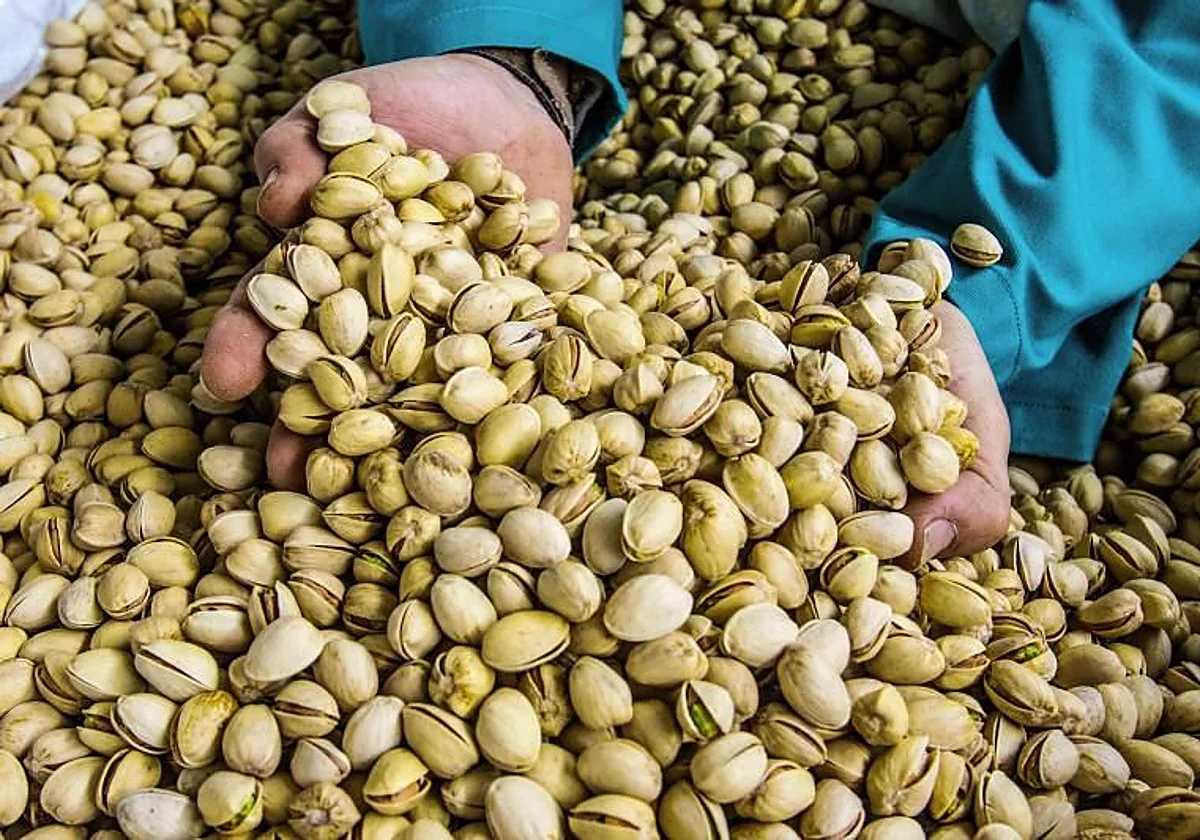 España impulsa su economía con el pistacho: el cultivo que conquista Europa y el mundo