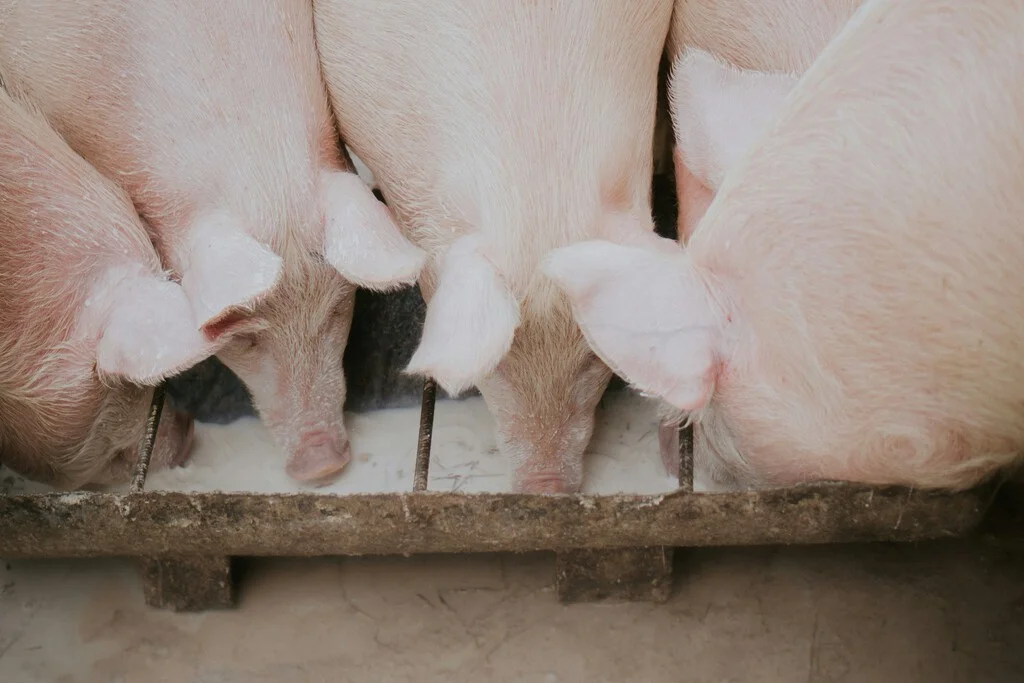 España lidera el mercado porcino mundial con cifras récord en medio de la crisis internacional