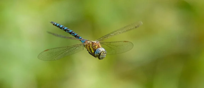 Inversores europeos podrán acceder a un nuevo ETF de dividendos global sin EE.UU.