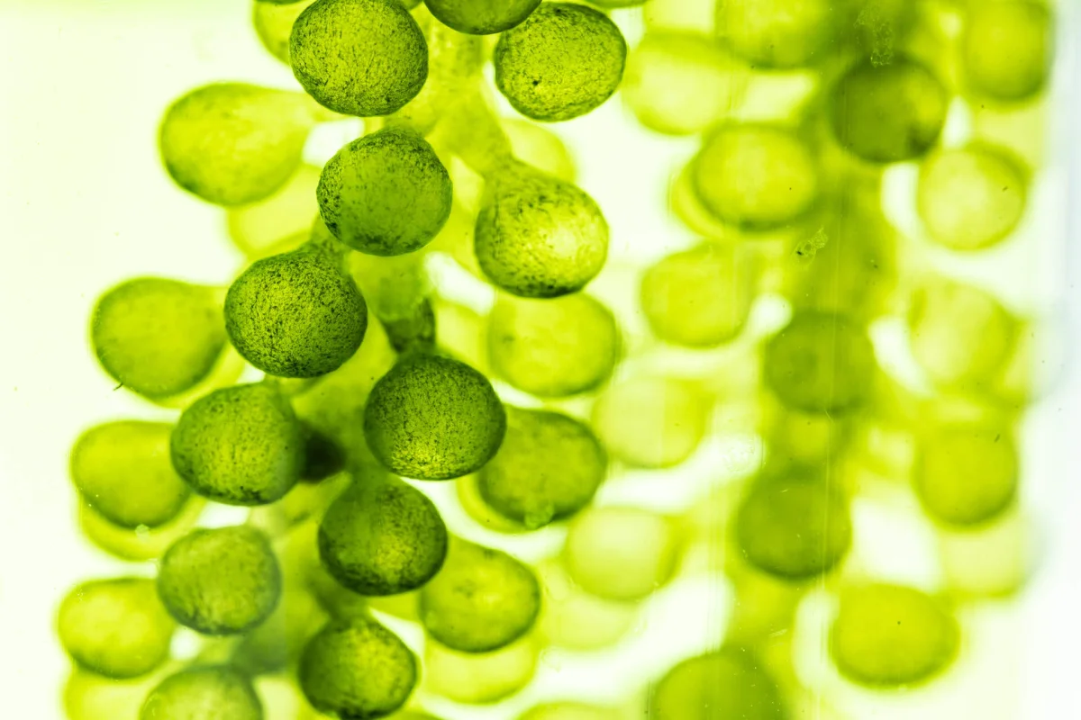 La agricultura se transforma con bacteriófagos y proteínas de insectos para el futuro alimentario
