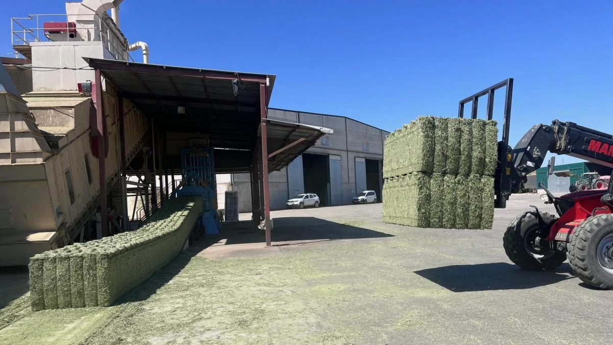 La campaña de alfalfa española se beneficia de la creciente demanda en Europa