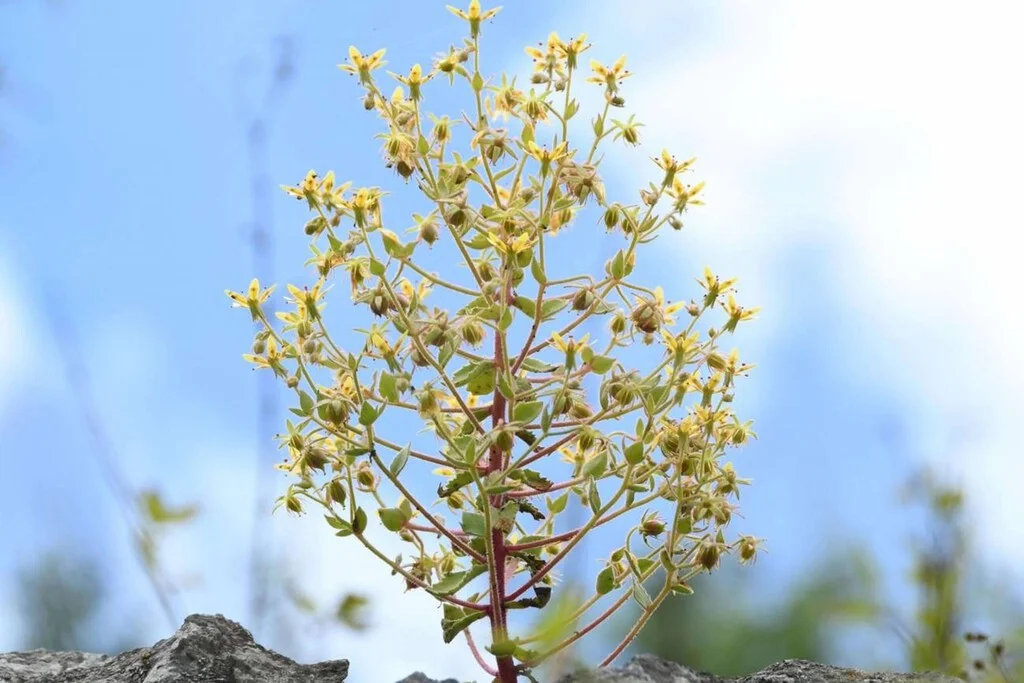 La ciencia valida a Darwin: una planta carnívora confirma su teoría 150 años después.