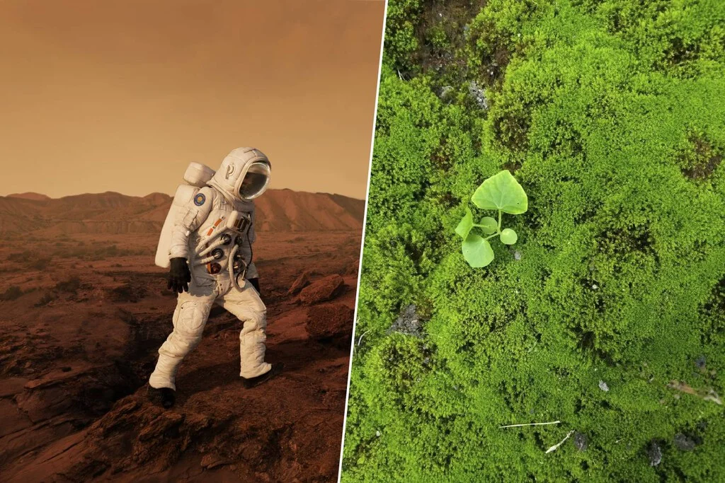 La cobertura de la ISS con musgo allana el camino hacia la terraformación de Marte