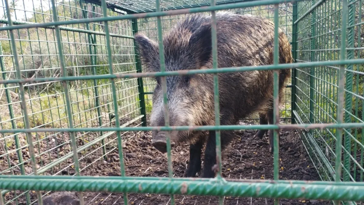 La erradicación de 6.000 jabalíes podría costar 5 millones en la lucha contra la peste porcina.