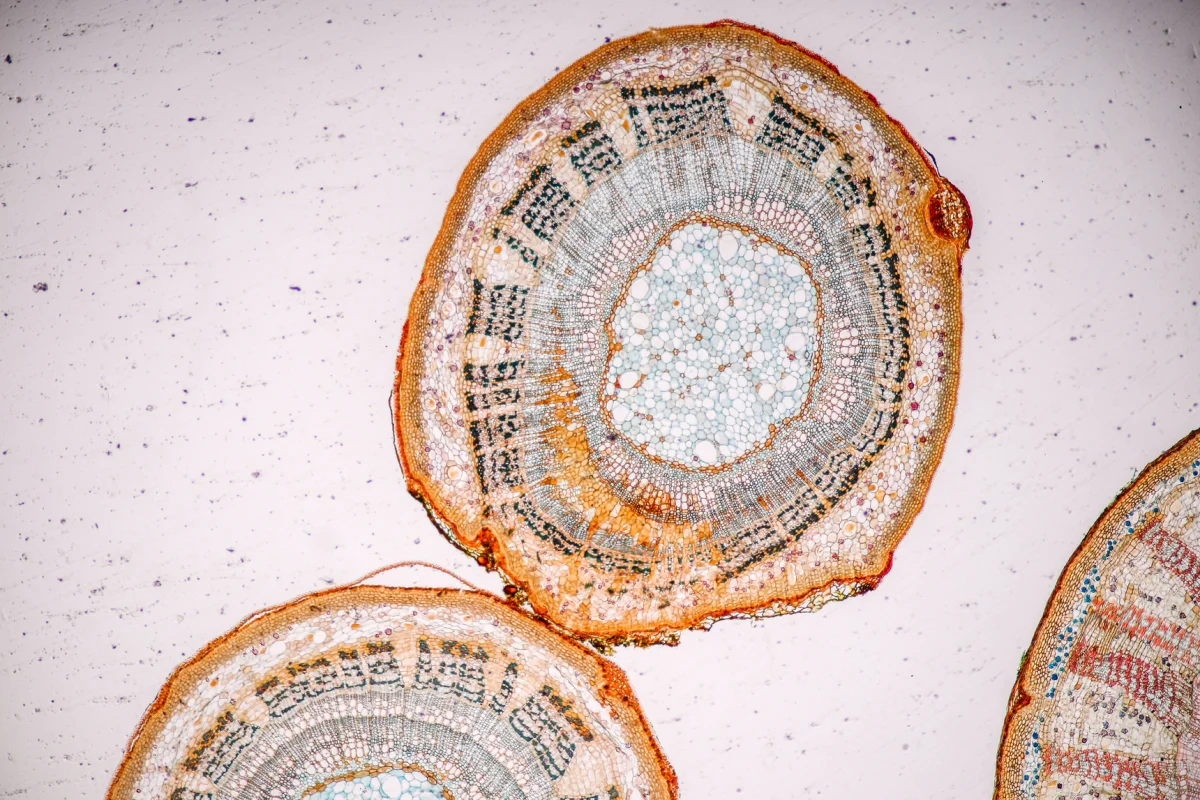 La industria española puede acceder a 144 innovaciones del CSIC para impulsar su crecimiento