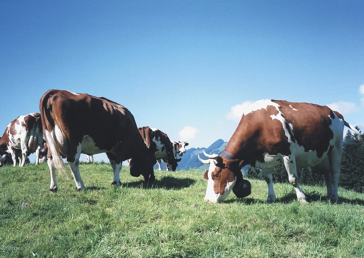 La industria láctea de la UE enfrentará pérdidas millonarias por aranceles de China