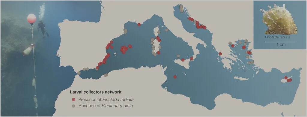 La invasión de la ostra tropical avanza en las costas españolas tras 150 años.