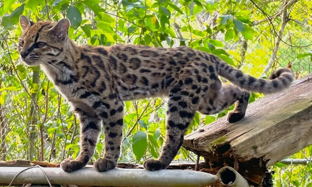 La nueva especie de gato podría revolucionar la conservación de la fauna salvaje.