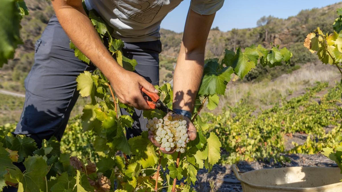 La producción de cava se intensifica: Freixenet y otras firmas bajo presión de la patronal