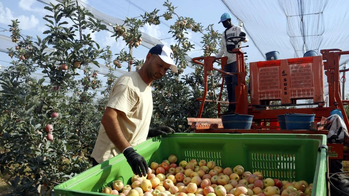 La recuperación agrícola impulsa el crecimiento económico de Lleida en 2025