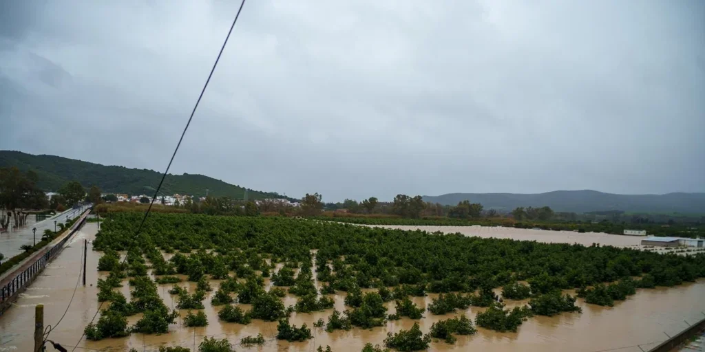 Las pérdidas millonarias en el campo español afectan a olivar, cítricos y cereales
