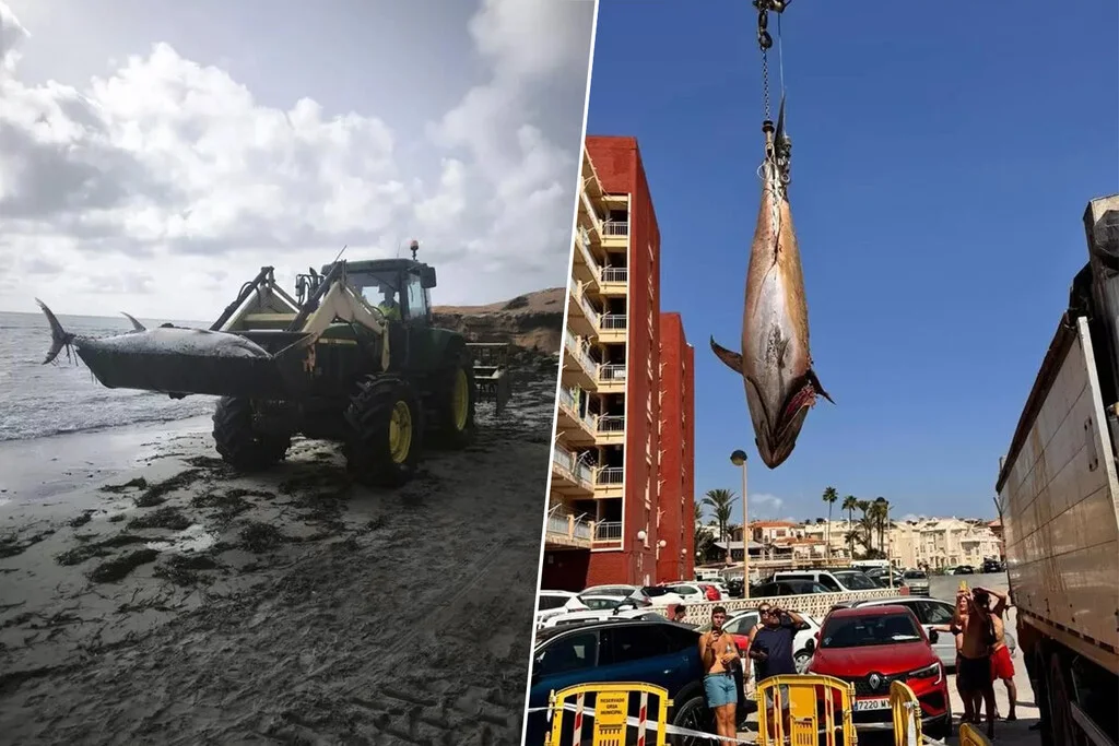 Las playas del sur de Alicante se convierten en cementerio de atunes de 300 kilos
