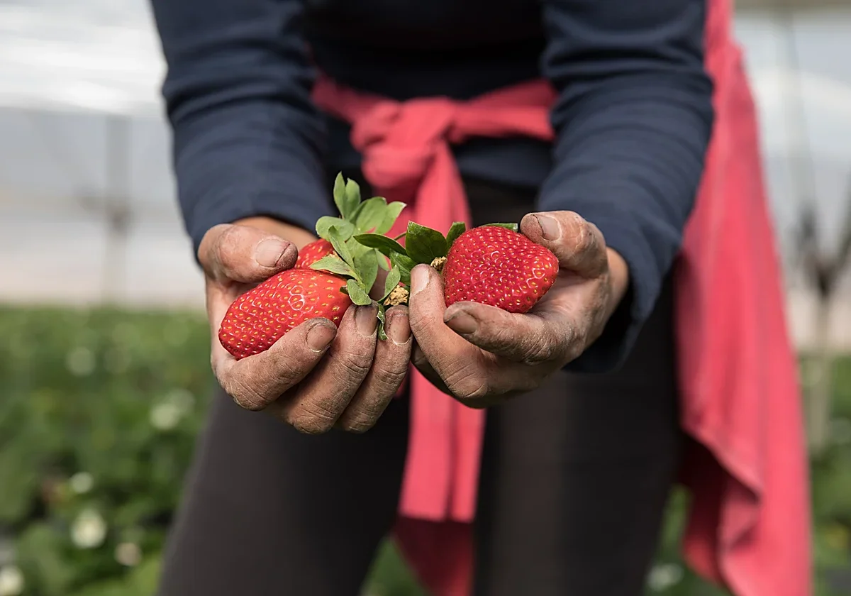 Los agricultores enfrentan pérdidas millonarias por el aumento de costes en el campo