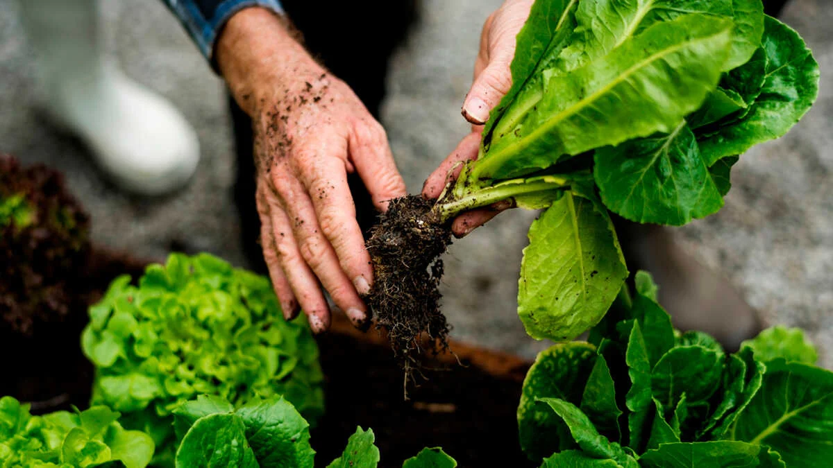 Los agricultores españoles obtienen más seguridad en sus ventas a la UE con nuevos contratos