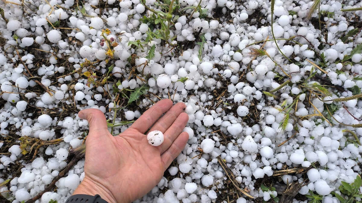 Los agricultores y ganaderos enfrentan pérdidas históricas tras un aumento del 15% en siniestralidad