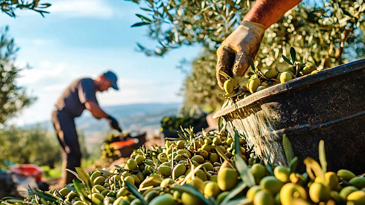 Los autónomos del olivar enfrentan restricciones que limitan su venta al 20% del aceite producido