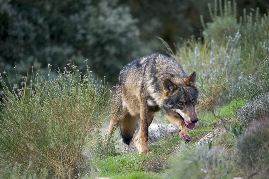 Los ganaderos desafían la protección del lobo ibérico con propuestas controvertidas