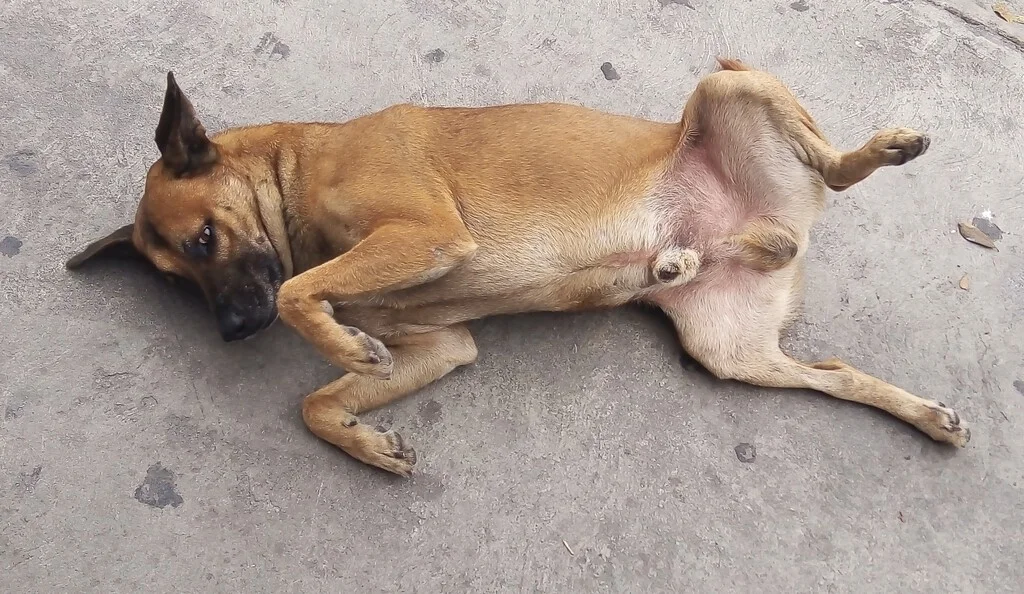 Los perros abandonados en México superan los 30 millones, un problema creciente en las ciudades