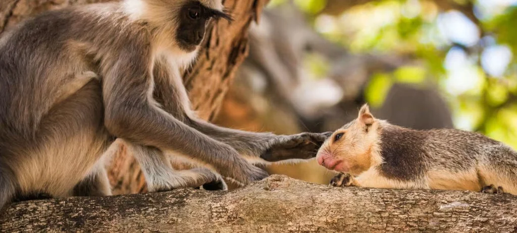 Los primates también sienten amor por otras especies, según un nuevo estudio científico.