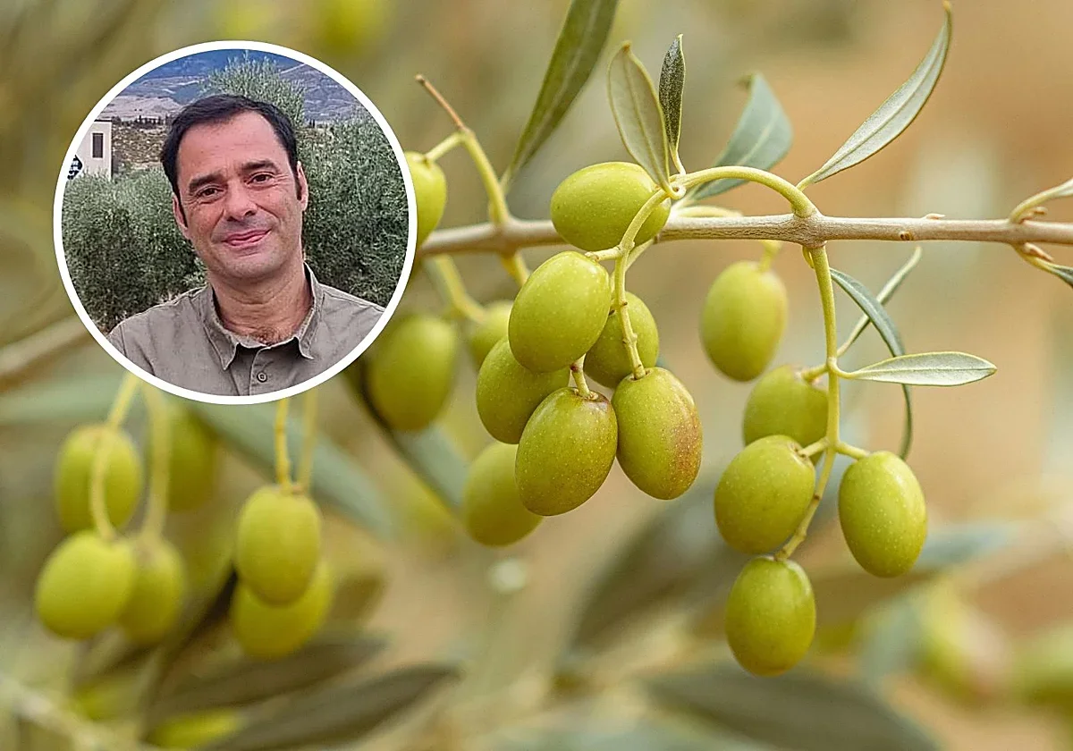 Los productores de aceite prevén precios elevados este verano por baja producción