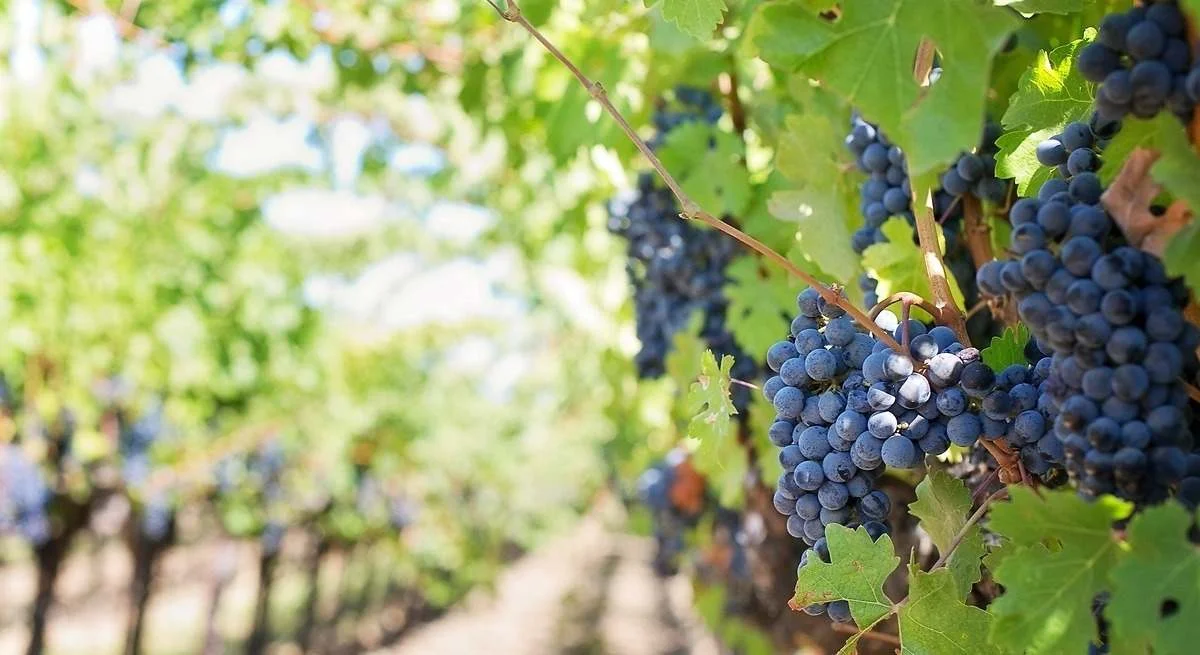 Los viticultores aragoneses alertan sobre pérdidas inminentes sin vendimia en verde