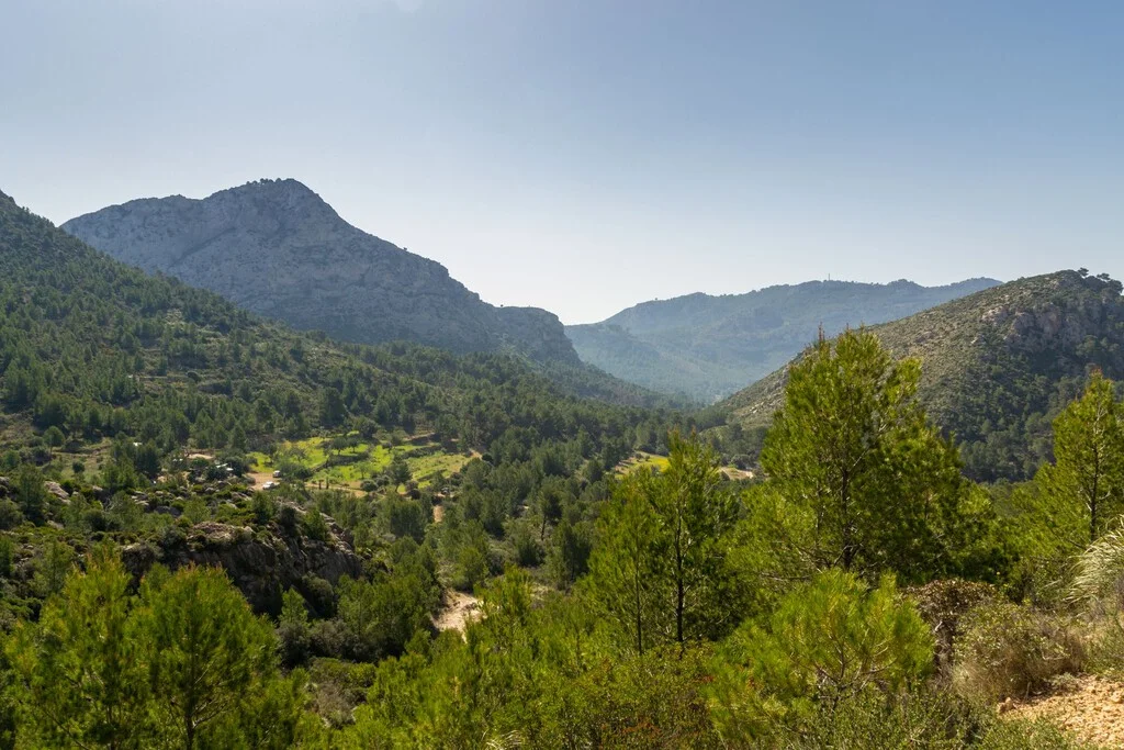 Mallorca ante la encrucijada: un millón de árboles o una nueva desaladora para sus acuíferos