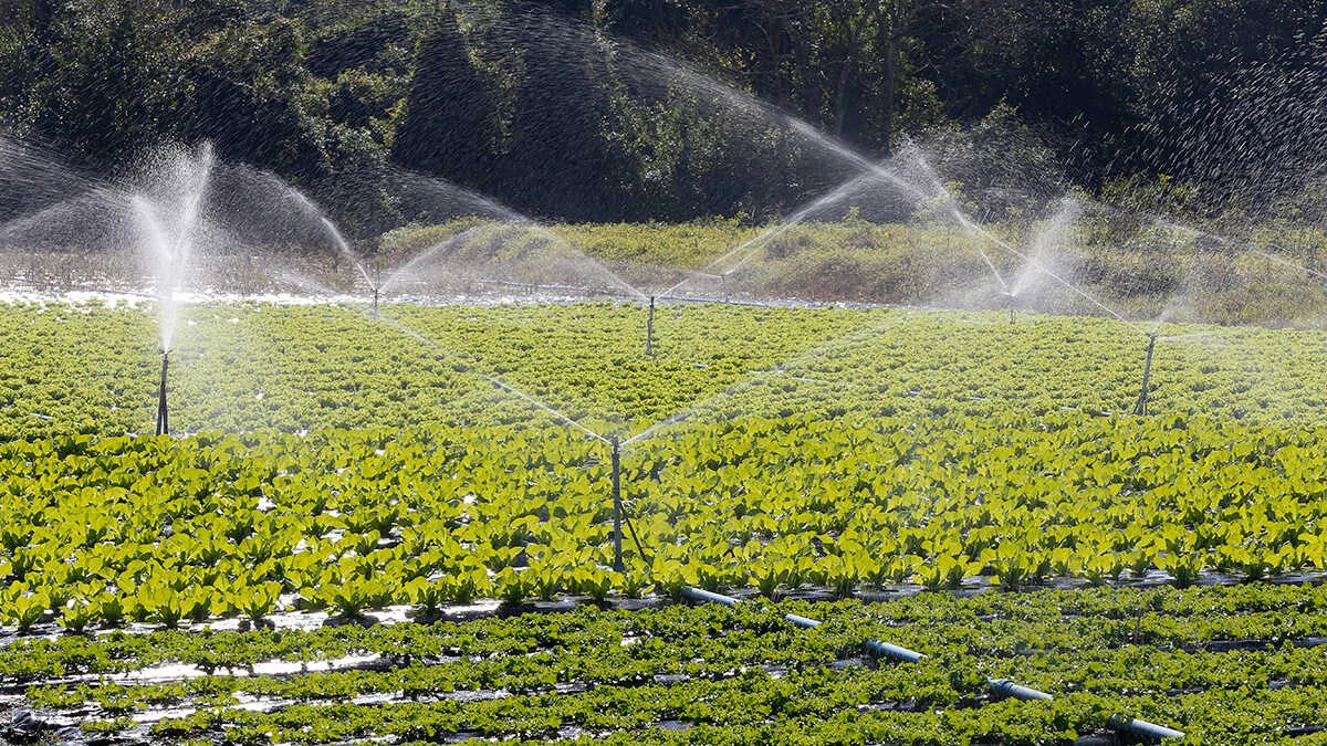 Miles de agricultores autónomos en riesgo de perder acceso al agua de riego por nuevo plan gubernamental