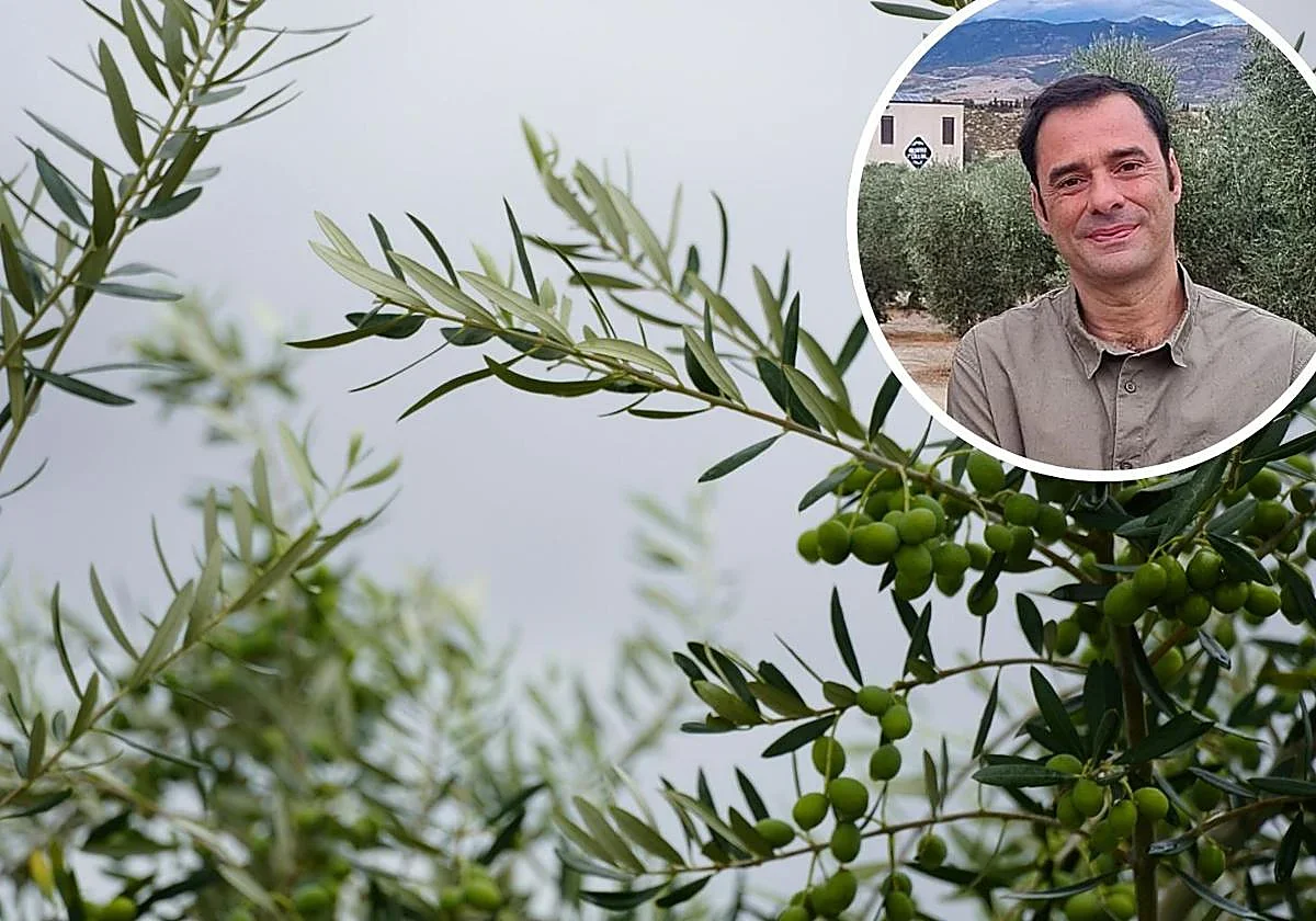 «Productores de aceite se preparan para cambios en precios tras anuncio del dueño de almazara»