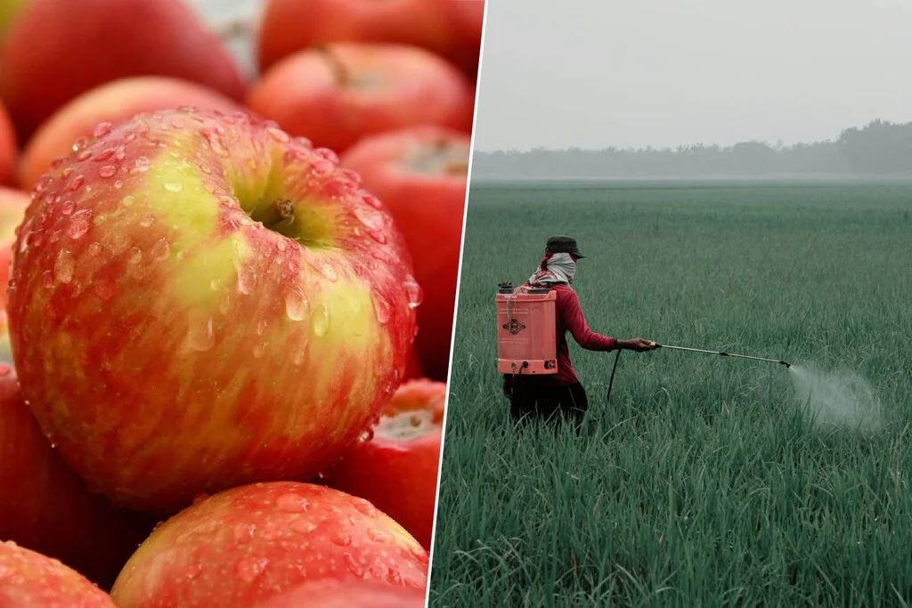 Un 85% de las manzanas europeas contaminadas por pesticidas y PFAS desata alarma sanitaria