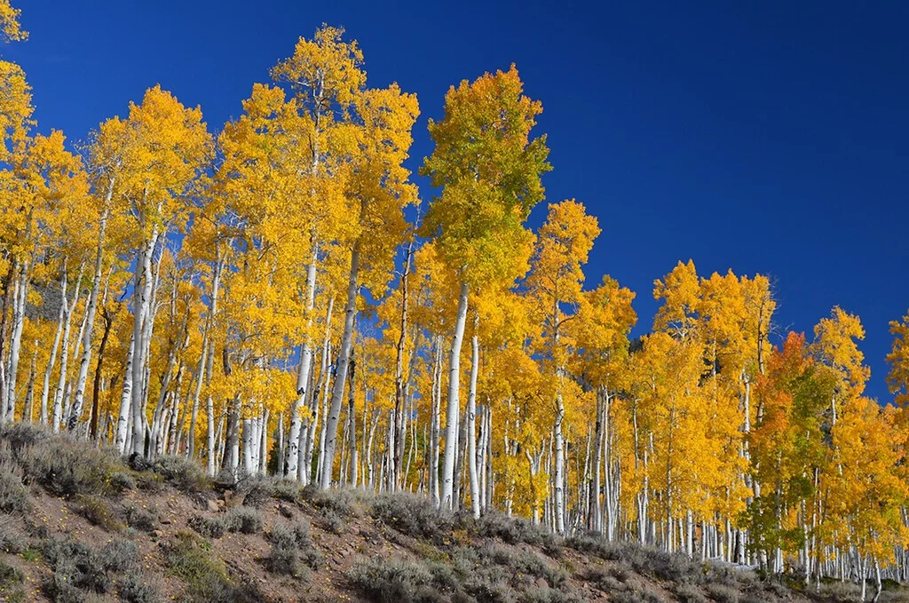 Un árbol de Utah desafía el concepto de peso con su sorprendente masa en el mundo natural