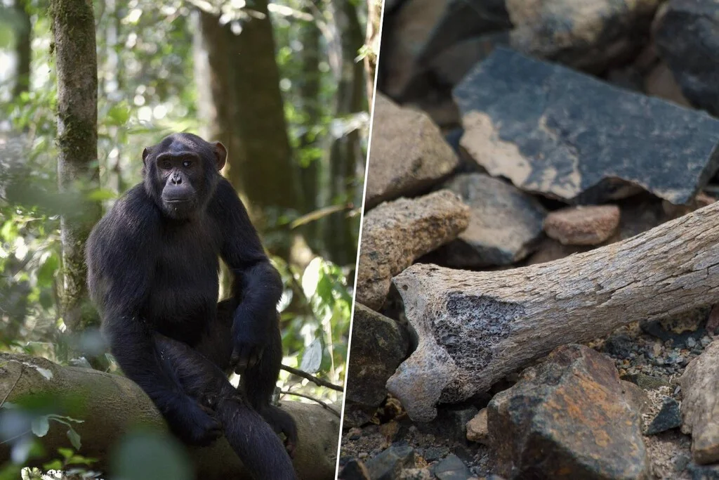 Un fósil de 7,2 millones de años revela nuevos orígenes de la marcha humana en Europa