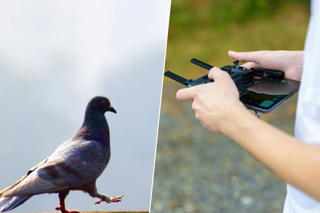 Una startup rusa transforma palomas en drones voladores, revolucionando la mensajería aérea