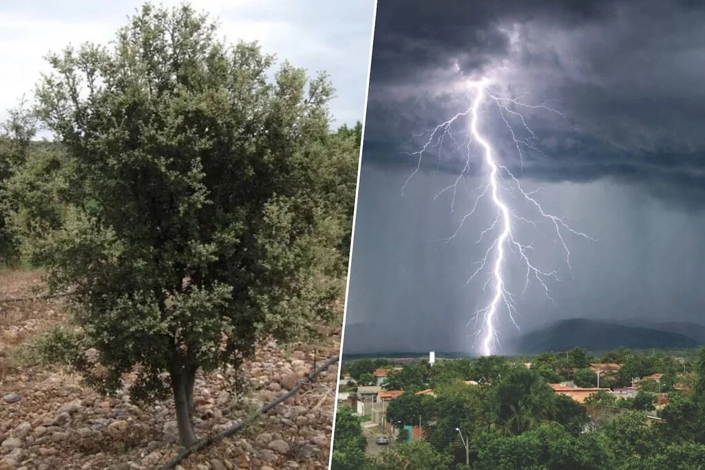 Veinte años tras la plantación de encinas, la trufa negra salva Valencia de tormentas